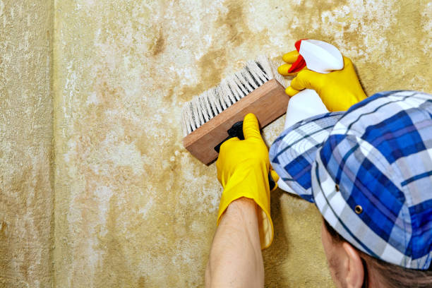 Best Mold Damage Restoration  in Patchogue, NY